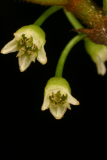 Rhamnus frangula 'Aspleniifolia' RCP5-06 319.jpg